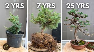 Steps to Grow a Cutting into a Juniper Bonsai [upl. by Ivonne650]