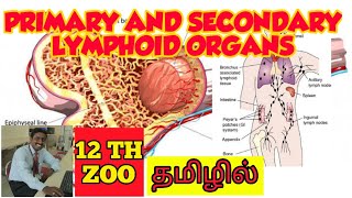 PRIMARY AND SECONDARY LYMPHOID ORGANS DIFFERENCES  TAMIL  IMMUNOLOGY  STD 12 PGTRB [upl. by Lorena607]