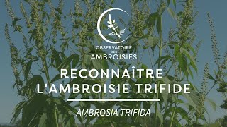 Reconnaître lAmbroisie trifide [upl. by Gona]