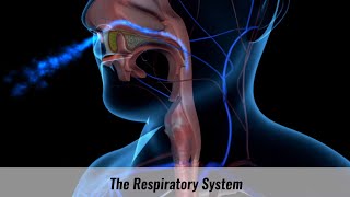 Anatomy of the Respiratory System  An Overview  Biology Anatomy and Physiology [upl. by Cyndi840]