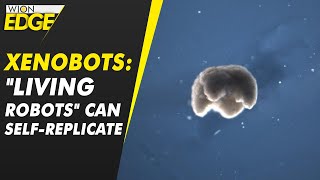 Xenobots represent new form of biological reproduction  WION Edge [upl. by Onitram]