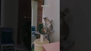 Cute Kittens 🙀 Cats Being Cats 🥰 funanimals Ep 2895 [upl. by Orson]