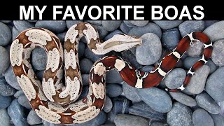 Some REALLY Nice Boa Constrictors [upl. by Ayikin]