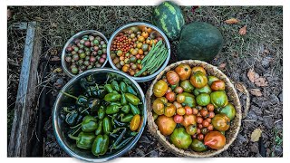 GARDEN HARVEST WITH US  October 15 2024  Connecticut zone6b [upl. by Ema]