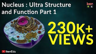 Nucleus Ultra structure and Function  Part 1  CBSE  ICSE  iKen  iKen Edu  iKen App [upl. by Idnar]