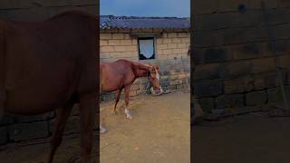 ધૂધરી 🐴 ll ubhi re ubhi 🔥kathiyawadihorse llhorselover ❤️ [upl. by Gothart]