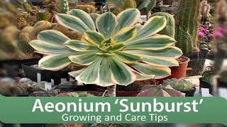 Aeonium ‘Sunburst’  Growing and Care Tips [upl. by Aniluj530]