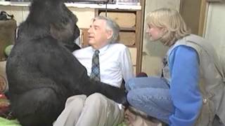 Koko The Gorilla meets Mr Rogers  KokoFlix [upl. by Coulombe]