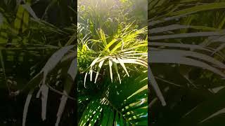 Areca palm tree plants gardening garden plantlover shotsviral nature 🌲🌴 [upl. by Aveline]