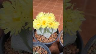 Astrophytum Myriostigma pentacostatum [upl. by Uund]