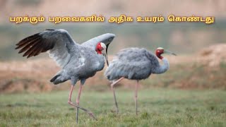 சாரசு கொக்கு  sarus crane tamil uyirkal animallife [upl. by Naraa]