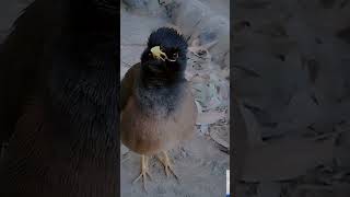 Bird🐦 Shalik Pakhi dak শালিক পাখির ডাকshorts​trendingshorts [upl. by Launcelot]