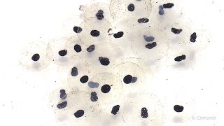 Tadpoles Development Timelapse [upl. by Ximena]