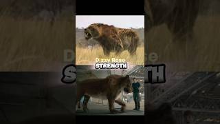 Smilodon Fatalis vs American Lion paleontology 1v1 fyp lion smilodon [upl. by Medea]