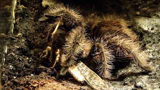 Brachypelma albopilosum  Kill gently [upl. by Sairu985]