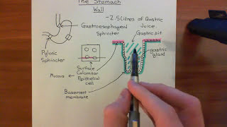 The Histology of the Stomach Wall Part 1 [upl. by Roxi]