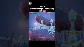 Bacteriophage T4 attacking on Ecoli [upl. by Shirlie]