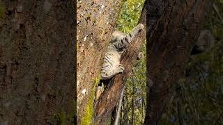 Sky amp Jasper climb a tree rescuekitty tabby cat ragdollcat tabbycat [upl. by March]