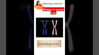 Crossing over in meiosis I shorts short youtubeshorts viralvideo ytshorts ncert biology [upl. by Yesnnyl380]