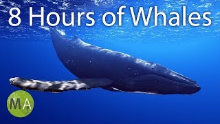 8 Hours of Whale Sounds Deep Underwater for Sleep and Relaxation [upl. by Airrat]