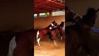 HORSE ATTACKED  HORSE FIGHTING [upl. by Htebi]