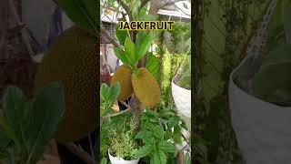 JACKFRUIT TREE firstfruits shortsvideo [upl. by Mcnelly]