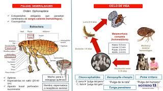 Pulgas Orden Siphonaptera [upl. by Lynelle448]