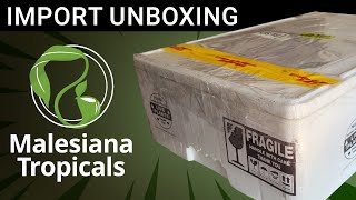 📦 Massive Nepenthes Unboxing ✈ From Malesiana Tropicals 😍 [upl. by Enirak]