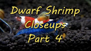 Dwarf Shrimp Closeups Part 4 [upl. by Leugimesoj]