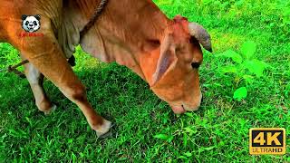 MaaBeta ki MoohDikhai Kudus Calf ampMom Share Adorable Moment in India CowGiriCow Kudus India [upl. by Jo Ann]