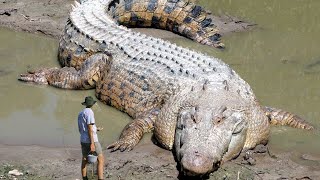 The Biggest Crocodiles Ever Found [upl. by Otsuj434]