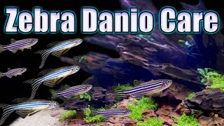 Is The Zebra Danio Really a Beginner Fish Care and Breeding [upl. by Ardnama136]