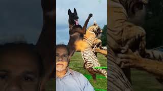 Malinois beautiful breed [upl. by Lorianna]