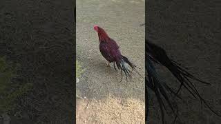 Parrot Beak Aseel for SALE IN Punjab 7696616701 viralvideo birds aseel parrotbeak chicken [upl. by Vallo]