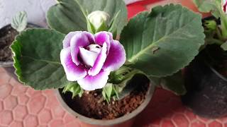 91How to grow gloxinia [upl. by Barbuto]