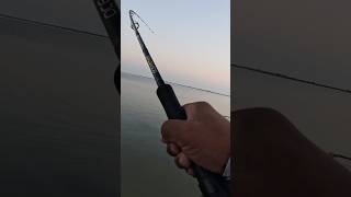 How to Catch a Barracuda Fishing Techniques [upl. by Starlin832]