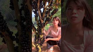 I Have Never Seen Such a Jaboticaba Fruit Tree Before  Amazing Fresh Jaboticaba shorts ytshorts [upl. by Asseram]