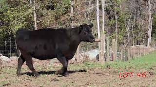 AI Bred Heifers Sale Nov 16th  Southeast Bull Expo [upl. by Yelyk463]