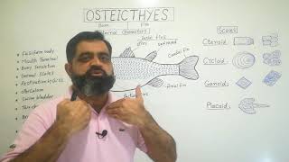 Osteicthyes Urdu Hindi medium profmasoodfuzail Bony Fish Types of Scales of Fish  Fins [upl. by Schlosser]