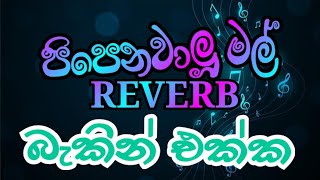 Reverb රහට Somasiri Medagedaramusiczbro newmusic liveshow music live newsong [upl. by Aisanat]