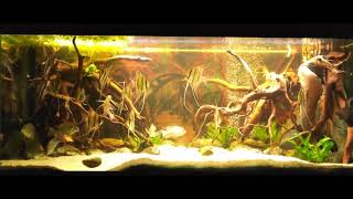 P Altum Rio Orinoco and Geophagus Sveni 450l blackwater aquarium  November 2024 [upl. by Lynnworth]