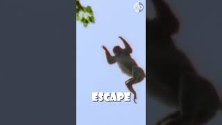 🐒 A Chimpanzee Leader Coordinates a Monkey Hunt 👀 animals facts [upl. by Greenes]