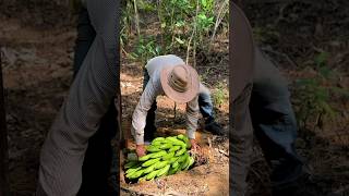 Enterrando una cabeza de guineo seda en la tierra campesinos campo [upl. by Terrance355]