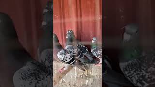 Racer pigeon kingaseel allpetloversaseel aseelmurgalover birds youtubeshorts [upl. by Thain]