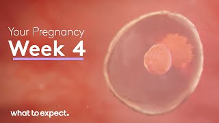 4 Weeks Pregnant  What to Expect [upl. by Chatav]