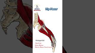 Hip flexor anatomy bones art illustration muscle drawing body hip quads anime [upl. by Quintus]