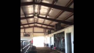 Managing a Show Cattle Barn [upl. by Greenwell33]