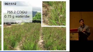 Optimizing Heteropogon contortus seed harvest timing through sequential harvesting of tillers [upl. by Aggie980]