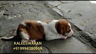 Ramanathapuram Mandai dog puppies Kaleeswaran 919994380959 brindle and ash puppies with mating pics [upl. by Ettenav]