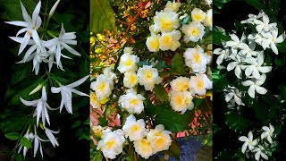 Best White Flowers For Your Garden  Star Jasmine Crape Jasmine Pseuderanthemum Togor Flower [upl. by Suez827]